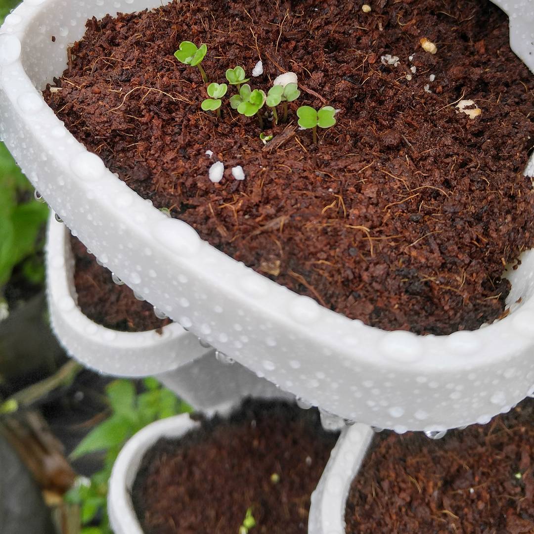 From Seed Growing In Mr Stacky Clovers